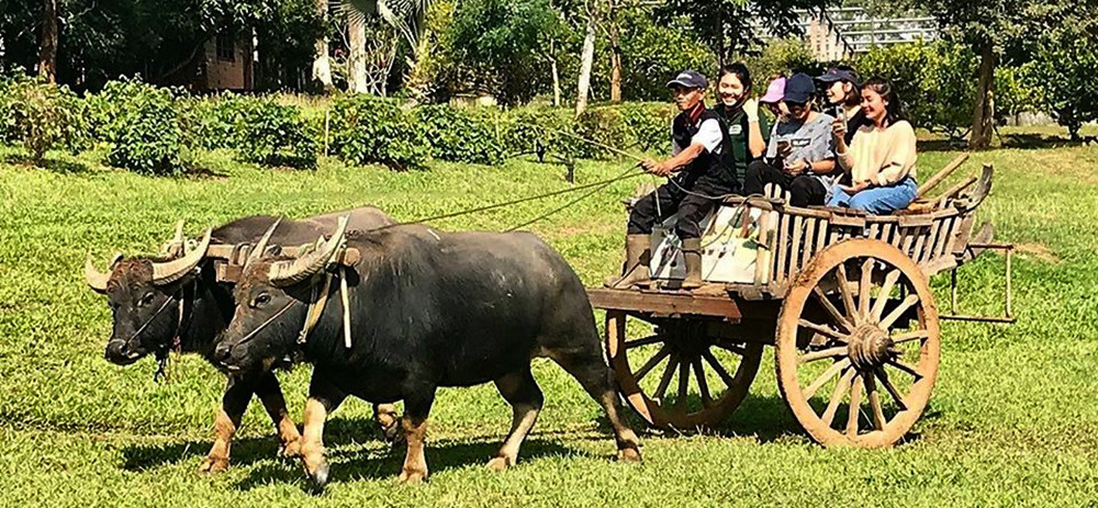 นั่งเกวียนไร่พีบี วัลเล่ย์